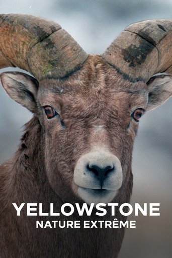 Regarder Yellowstone : Nature extrême en streaming complet